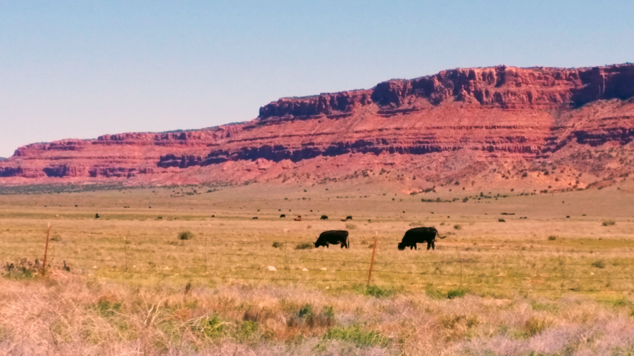 Cattle In Arizona - Photozone