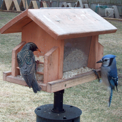 Starling and Blue Jay